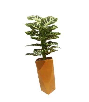 Artificial Zebra Calathea in Modern Terracotta Vase – Faux Decorative Indoor Plant