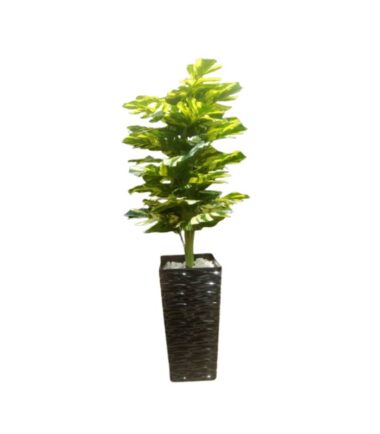 Artificial Ficus Plant in Tall Decorative Floor Pot